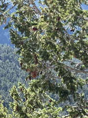 Pseudotsuga menziesii glauca