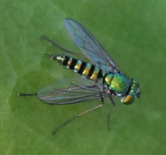 Condylostylus graenicheri