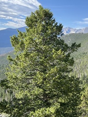 Pseudotsuga menziesii glauca