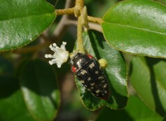Acmaeodera cruenta