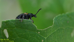 Lilioceris scapularis