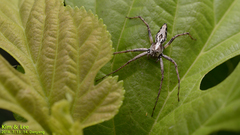 Oxyopes licenti