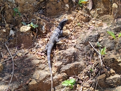 Ctenosaura oedirhina