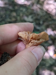 Lactarius subserifluus