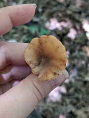 Lactarius subserifluus
