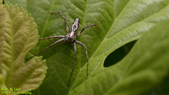 Oxyopes licenti