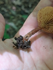 Lactarius subserifluus