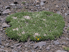 Stenotus acaulis acaulis