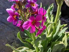 Primula parryi