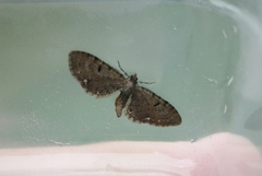 Eupithecia assimilata