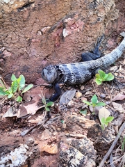 Ctenosaura oedirhina