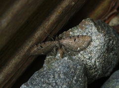 Eupithecia assimilata