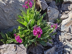 Primula parryi