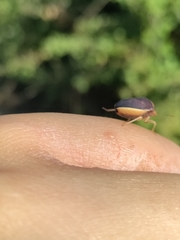 Ventocoris rusticus