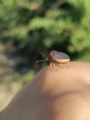 Ventocoris rusticus