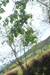 Salpichroa tristis