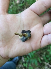 Porphyrellus sordidus