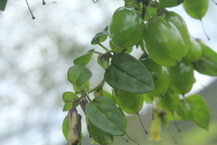 Salpichroa tristis
