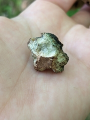 Porphyrellus sordidus