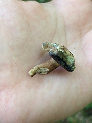 Porphyrellus sordidus