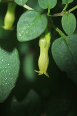 Salpichroa tristis