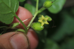 Salpichroa tristis