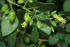 Salpichroa tristis