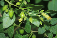 Salpichroa tristis