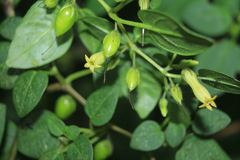 Salpichroa tristis