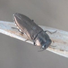 Anthaxia umbellatarum