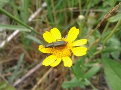 Haplomalachius flabellatus