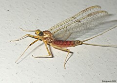 Stenacron interpunctatum interpunctatum