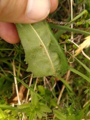 Scorzoneroides pyrenaica