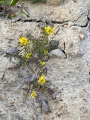 Descurainia sophioides