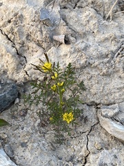 Descurainia sophioides