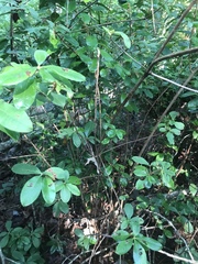 Rhododendron viscosum