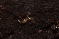 Brachymyrmex depilis