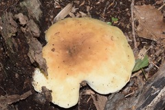 Pleurotus levis
