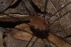 Leiobunum aldrichi