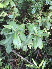 Rhododendron viscosum