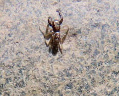 Metaphidippus siticulosus