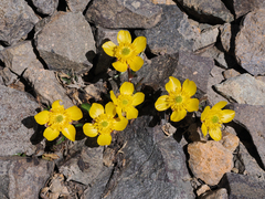 Ranunculus eschscholtzii oxynotus