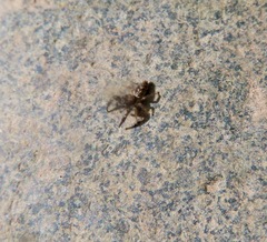 Metaphidippus siticulosus