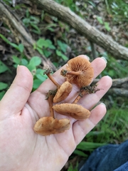 Lactarius subserifluus