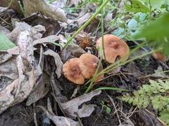 Lactarius subserifluus