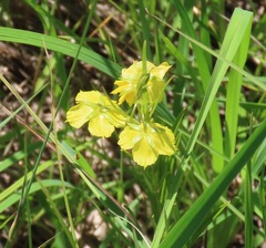 Lysimachia quadriflora