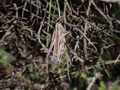 Ramburiella hispanica