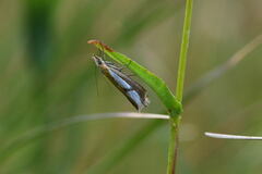 Catoptria conchella