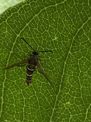 Synanthedon bibionipennis