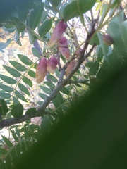 Schinopsis lorentzii